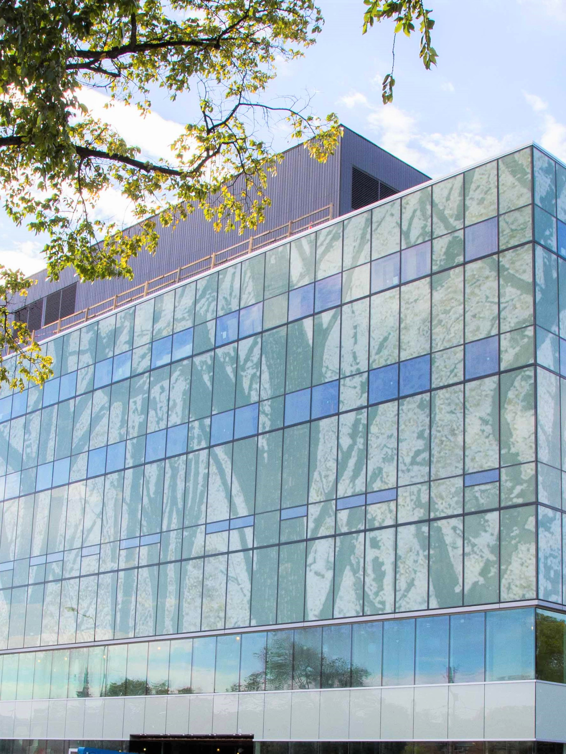 Winnipeg hosptal tree